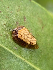 Platygastroidea