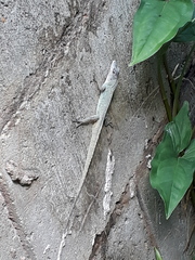 Anolis aeneus