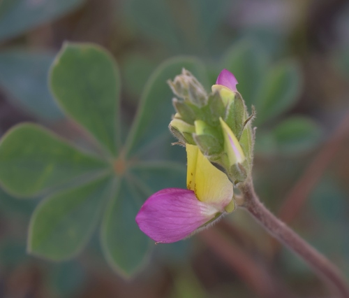 Image of Lupinus stiversii by (c) Gail A Baker, some rights reserved (CC BY)