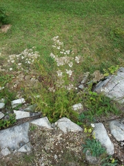 Achillea millefolium image