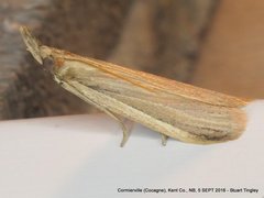 Peoria gematella