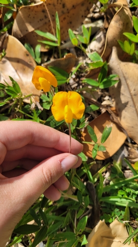 Arachis glabrata, photograph 6
