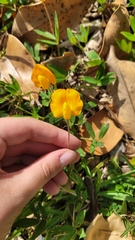 Arachis glabrata, photograph author not stated, no rights reserved