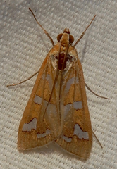 Diastictis
