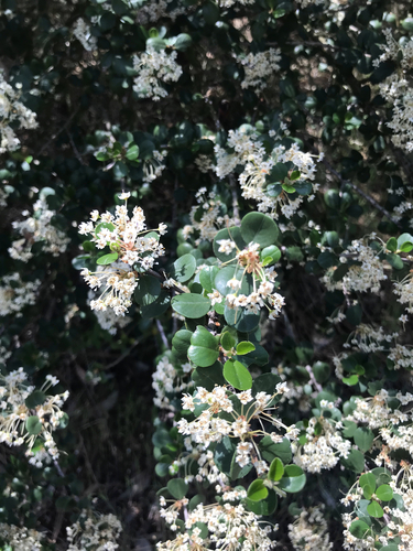 Image of Ceanothus verrucosus by no rights reserved