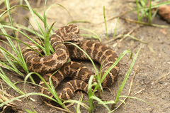 Gloydius intermedius