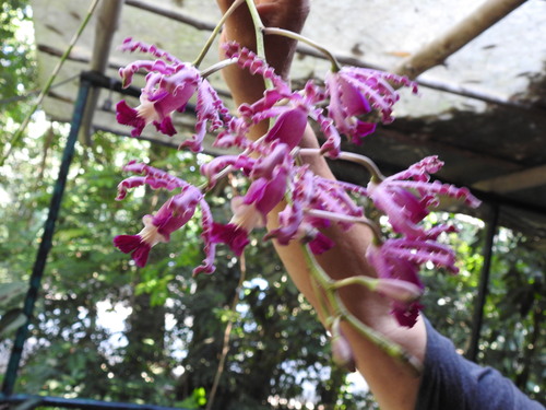 Foto de Orquídea-trombeta