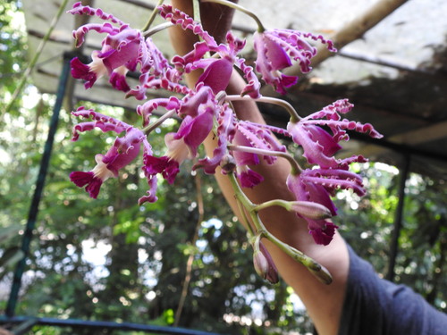 Foto de Orquídea-trombeta