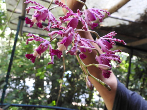 Foto de Orquídea-trombeta