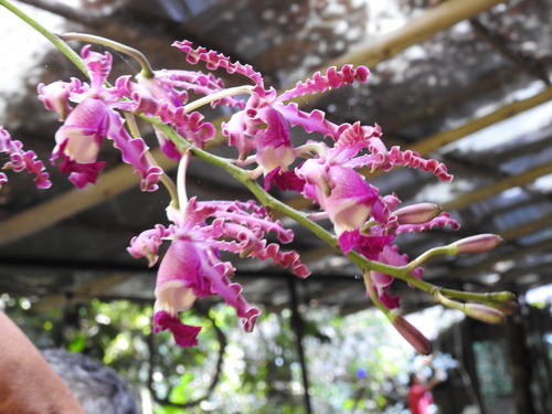 Foto de Orquídea-trombeta