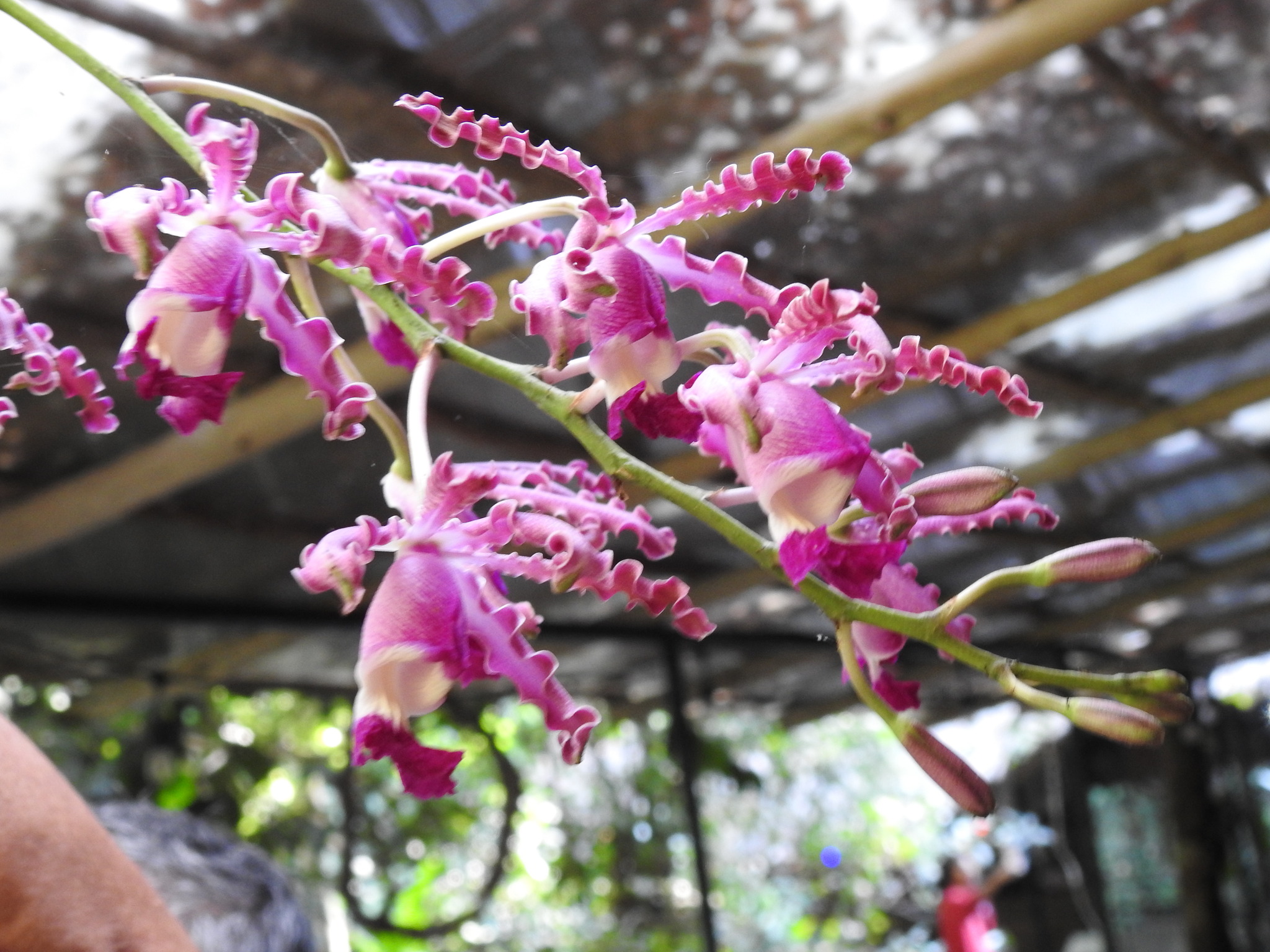 Imagem de Orquídea-trombeta