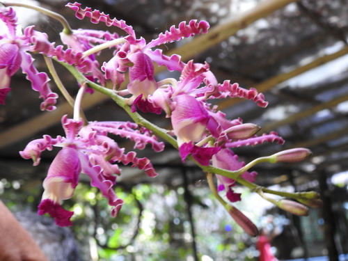 Foto de Orquídea-trombeta