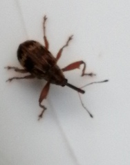 Anthonomus rectirostris