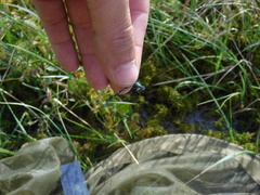 Coenagrion interrogatum