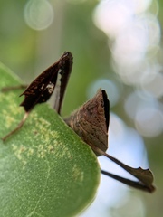 Leptoglossus concolor