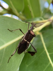 Leptoglossus concolor