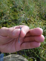 Coenagrion interrogatum