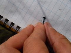 Coenagrion interrogatum