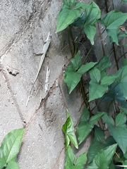 Anolis aeneus