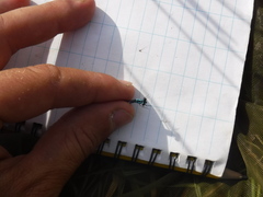 Coenagrion interrogatum