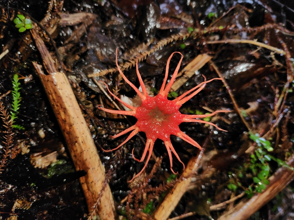 Aseroe rubra · April 2025 · photo: © archie_tarn (iNaturalist, cc-by)