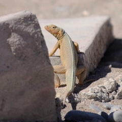 Microlophus theresioides