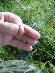 Coenagrion interrogatum