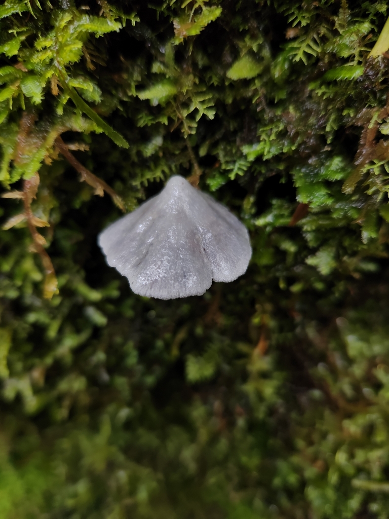 Entoloma canoconicum · April 2025 · photo: © archie_tarn (iNaturalist, cc-by)