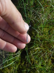 Coenagrion interrogatum