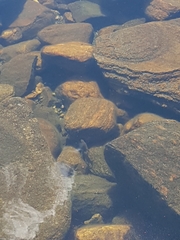 Micropterus dolomieu