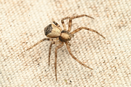 Philodromus rufus nuotrauka