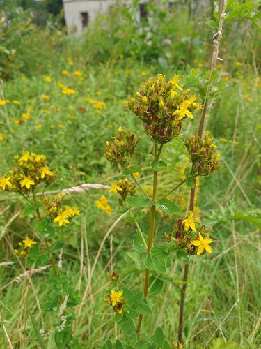 Peterwort (Hypericum tetrapterum)