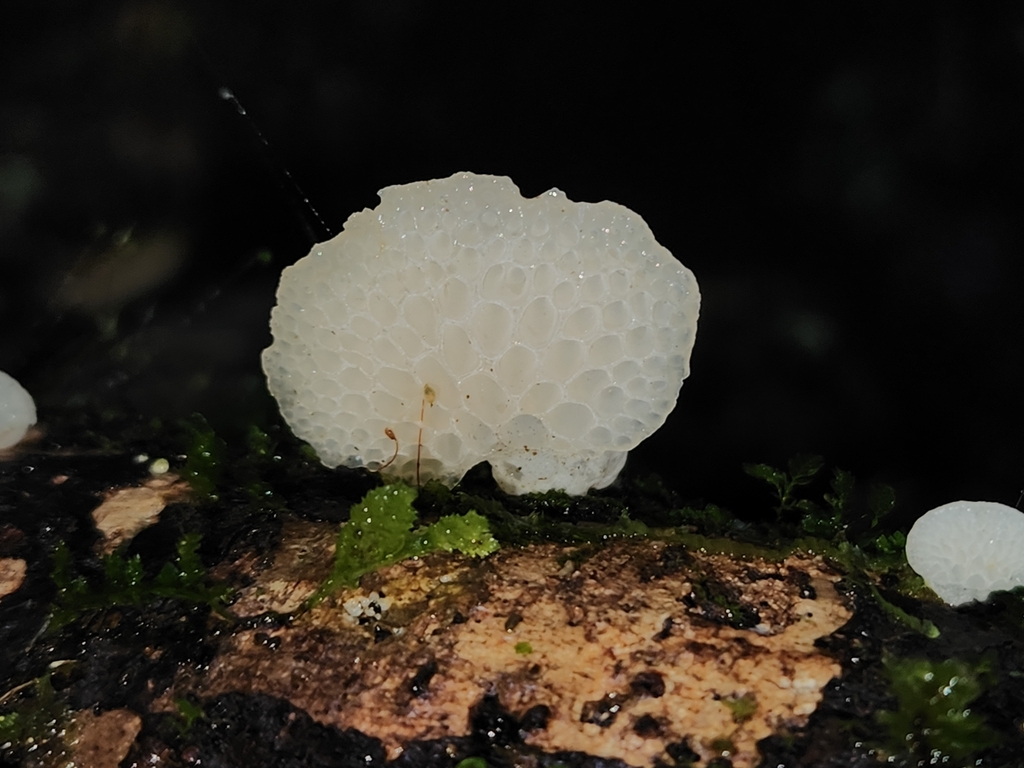 Favolaschia pustulosa · April 2025 · photo: © archie_tarn (iNaturalist, cc-by)