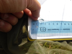 Coenagrion interrogatum