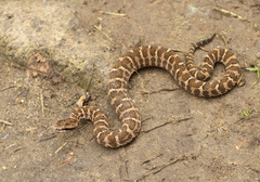 Gloydius intermedius