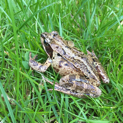 Rana temporaria