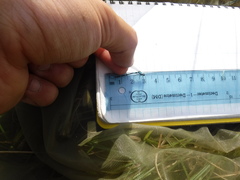 Coenagrion interrogatum