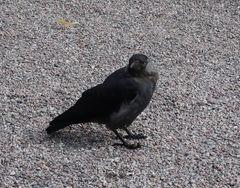 Corvus monedula