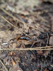 Ceuthophilus maculatus