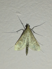 Dolicharthria punctalis