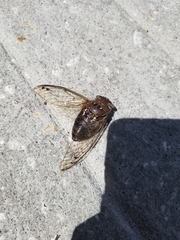 Megatibicen resonans