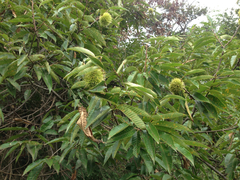 Castanea crenata