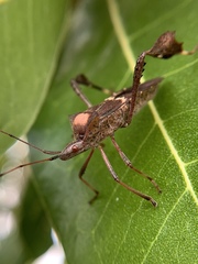 Leptoglossus concolor