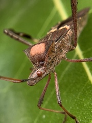 Leptoglossus concolor