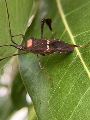 Leptoglossus concolor
