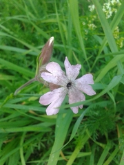 Microbotryum lychnidis-dioicae