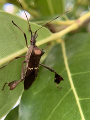 Leptoglossus concolor