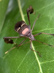 Leptoglossus concolor