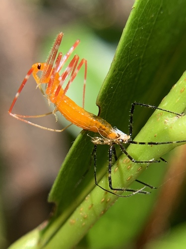 Milkweed assassin bug