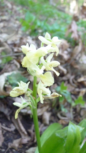 Image of Orchis pallens by (c) Michael Andresek, some rights reserved (CC BY)